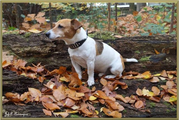 Antwerpen, Jef-A., Middelheimpark, Jack-Russell