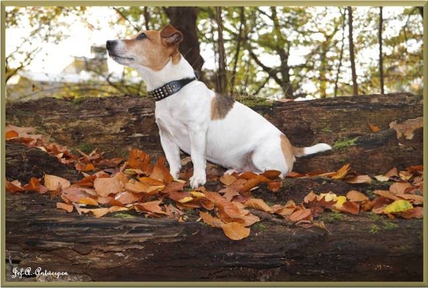 Antwerpen, Jef-A., Middelheimpark, Jack-Russell