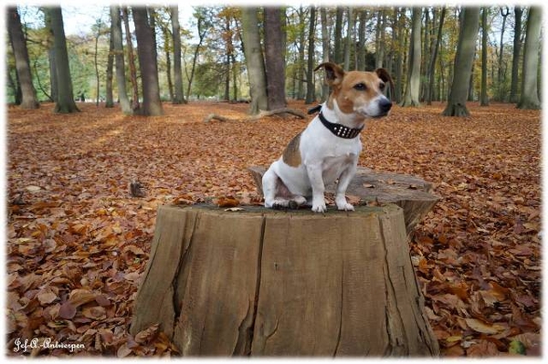 Antwerpen, Jef-A., Middelheimpark, Jack-Russell