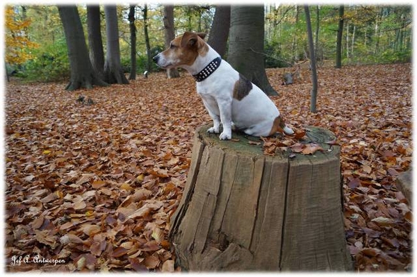 Antwerpen, Jef-A., Middelheimpark, Jack-Russell