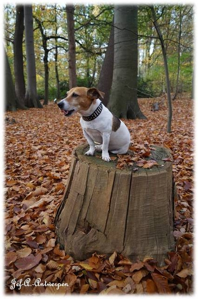 Antwerpen, Jef-A., Middelheimpark, Jack-Russell