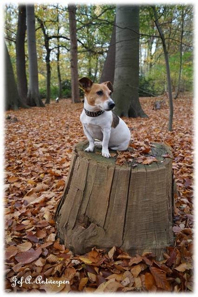 Antwerpen, Jef-A., Middelheimpark, Jack-Russell