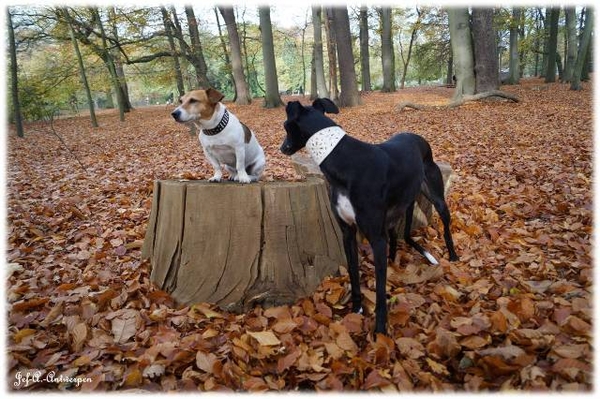 Antwerpen, Jef-A., Middelheimpark, Jack-Russell, Galgo