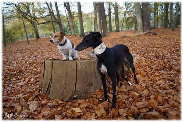 Antwerpen, Jef-A., Middelheimpark, Jack-Russell, Galgo