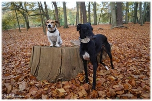 Middelheimpark Shadow & Boy.