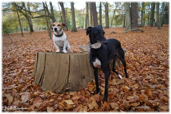 Antwerpen, Jef-A., Middelheimpark, Jack-Russell, Galgo