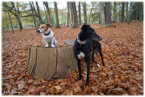 Antwerpen, Jef-A., Middelheimpark, Jack-Russell, Galgo