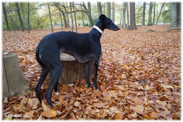 Middelheimpark Shadow.