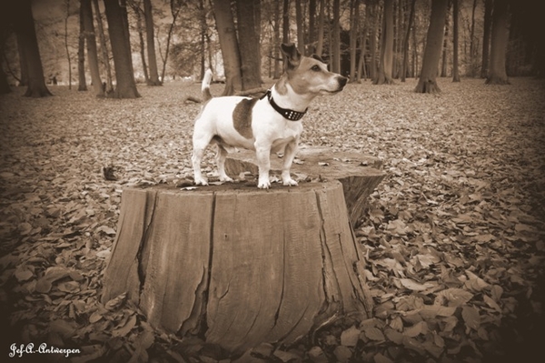 Antwerpen, Jef-A., Middelheimpark, Jack-Russell