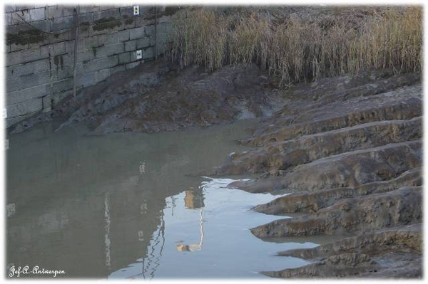 Antwerpen, Jef-A., Natuurfoto's, Marguerie Schuilhaven,