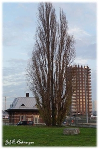 Tussen Sloepenweg en Schelde.