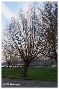 Tussen Sloepenweg en Schelde.