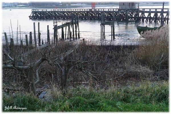 Antwerpen, Jef-A., Natuurfoto's, Scheldeboord,