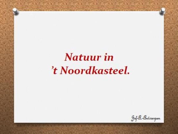 Natuur in ’t Noordkasteel.