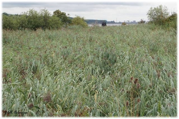 Natuur in ’t Noordkasteel.