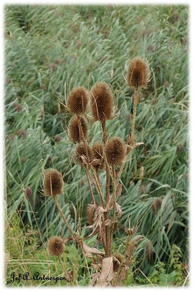 Natuur in ’t Noordkasteel.