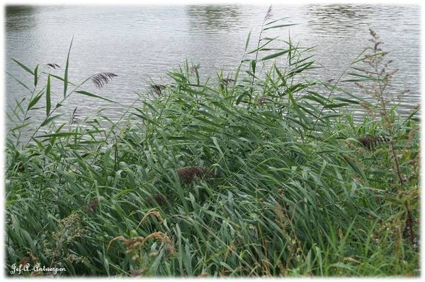 Natuur in ’t Noordkasteel.