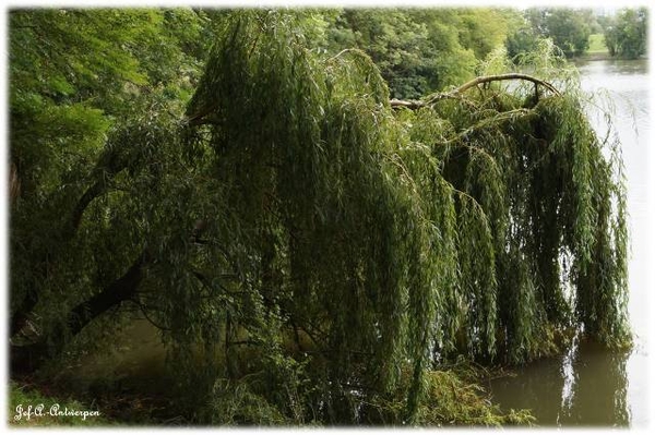 Antwerpen, Jef-A., Natuurfoto's, Noordkasteel