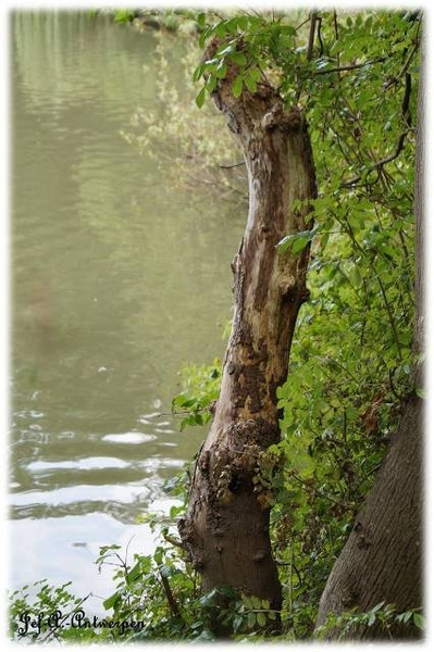 Antwerpen, Jef-A., Natuurfoto's, Noordkasteel