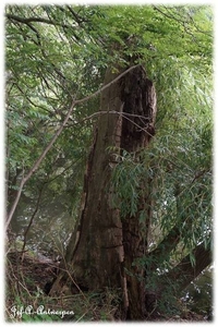 Natuur in ’t Noordkasteel.