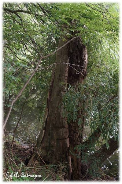 Antwerpen, Jef-A., Natuurfoto's, Noordkasteel