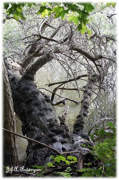 Antwerpen, Jef-A., Natuurfoto's, Noordkasteel