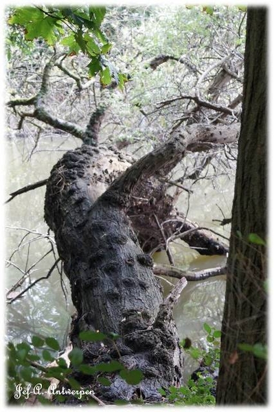 Antwerpen, Jef-A., Natuurfoto's, Noordkasteel