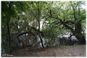 Natuur in ’t Noordkasteel.