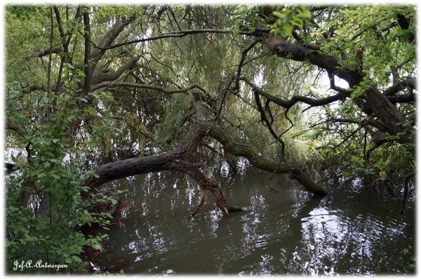 Antwerpen, Jef-A., Natuurfoto's, Noordkasteel