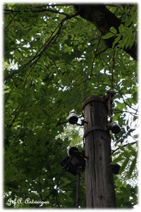 Natuur in ’t Noordkasteel.