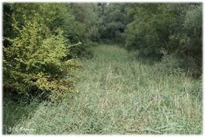 Natuur in ’t Noordkasteel.