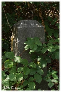 Natuur in ’t Noordkasteel.