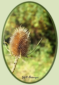 Natuur in ’t Noordkasteel.