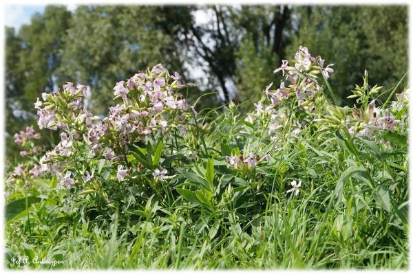 Antwerpen, Jef-A., Natuurfoto's, Noordkasteel