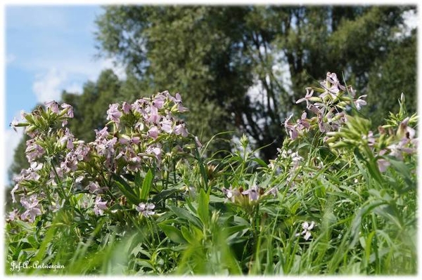 Antwerpen, Jef-A., Natuurfoto's, Noordkasteel