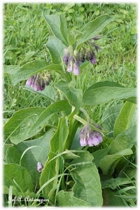 Natuur in ’t Noordkasteel.