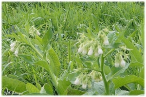 Natuur in ’t Noordkasteel.