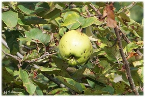 Natuur in ’t Noordkasteel.