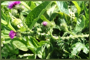 Natuur in ’t Noordkasteel.