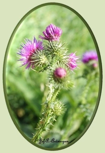 Natuur in ’t Noordkasteel.