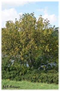 Natuur in ’t Noordkasteel.