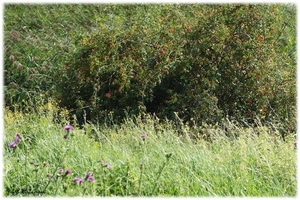 Natuur in ’t Noordkasteel.