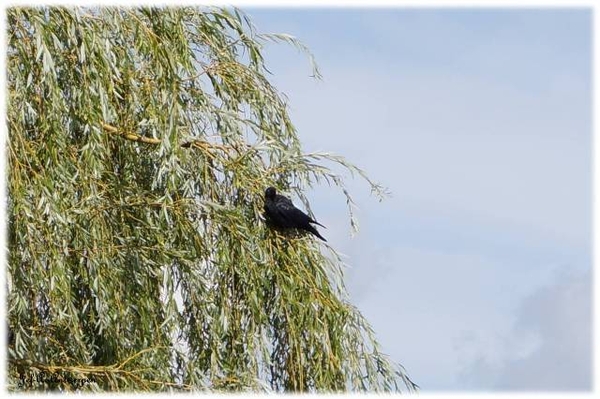 Natuur in ’t Noordkasteel.