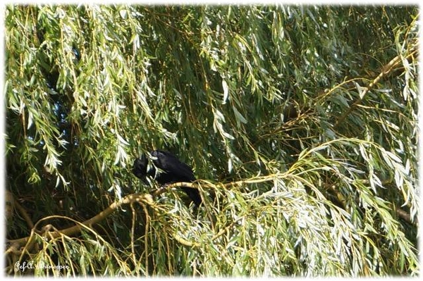 Natuur in ’t Noordkasteel.