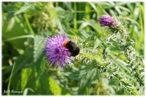 Antwerpen, Jef-A., Natuurfoto's, Noordkasteel