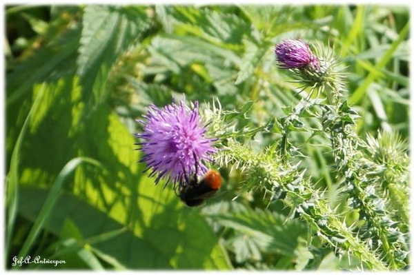 Antwerpen, Jef-A., Natuurfoto's, Noordkasteel