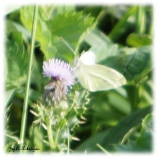 Antwerpen, Jef-A., Natuurfoto's, Noordkasteel