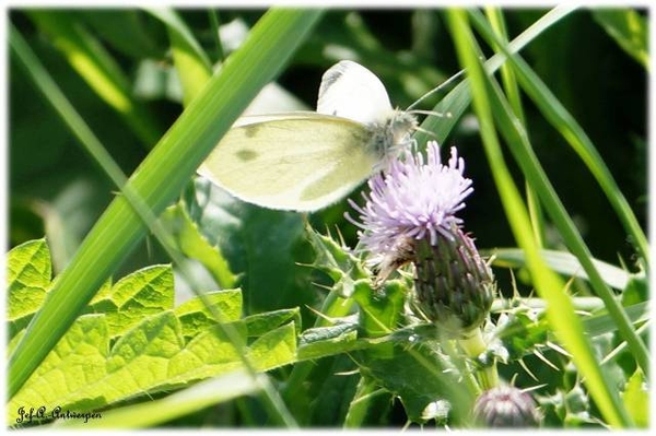 Natuur in ’t Noordkasteel.