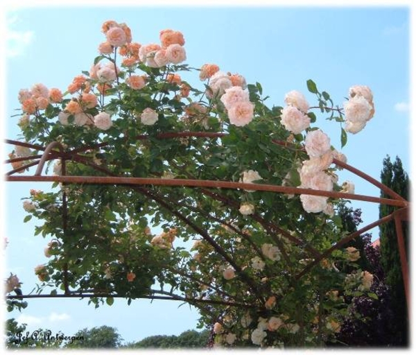 Antwerpen, Natuurfoto's, Rivierenhof, Rozentuin