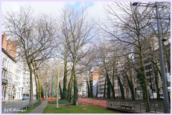 Jef-A., Antwerpen, Frankrijklei, Bomen,